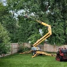 How Our Tree Care Process Works  in  Ardmore, OK