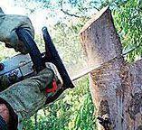 Best Emergency Tree Removal  in Ardmore, OK