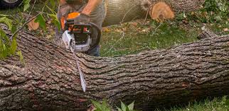 Professional Tree Services in Ardmore, OK