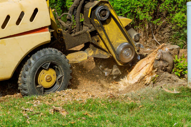 Best Artificial Turf Installation  in Ardmore, OK