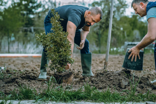 Best Tree Trimming and Pruning  in Ardmore, OK