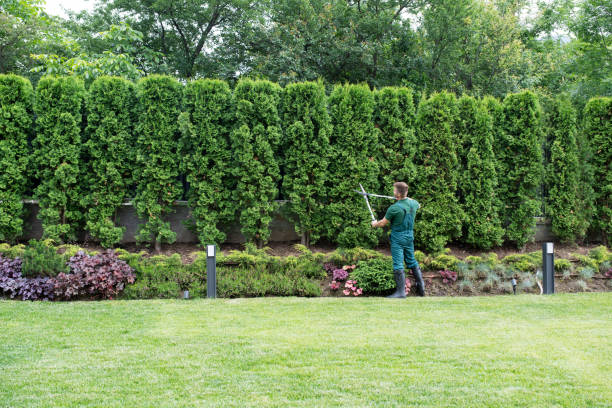 Lawn Pest Prevention in Ardmore, OK