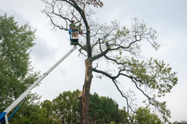 Best Commercial Tree Services  in Ardmore, OK
