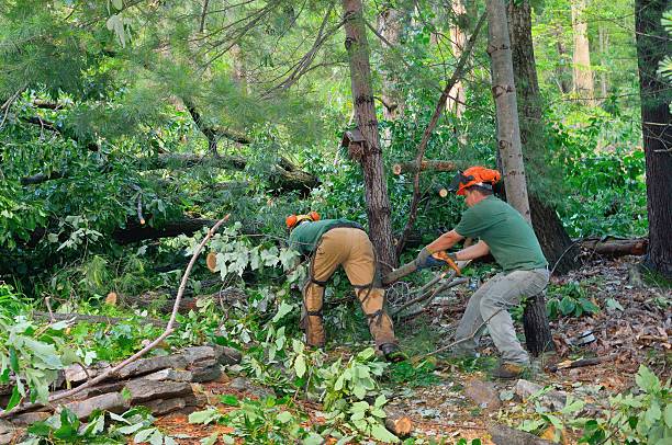 Best Tree Cabling and Bracing  in Ardmore, OK